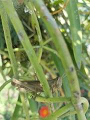 Schistocerca