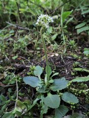 Micranthes occidentalis