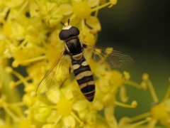 Ischiodon aegyptius