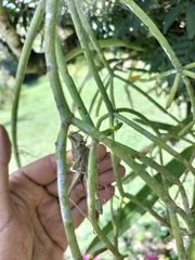 Schistocerca