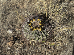 Ferocactus emoryi