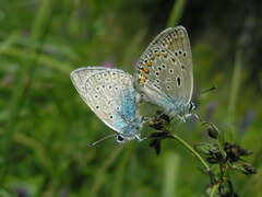 Polyommatus amandus