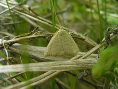 Polypogon tentacularia