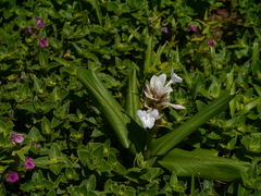 Curcuma caulina