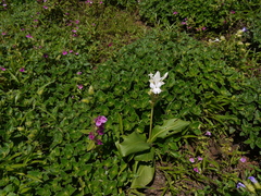 Curcuma caulina