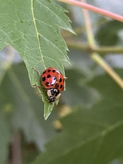 Harmonia axyridis