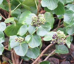 Hedera azorica