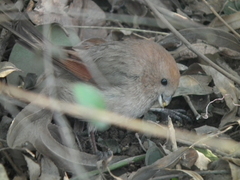 Sinosuthora webbiana