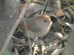 Sinosuthora webbiana