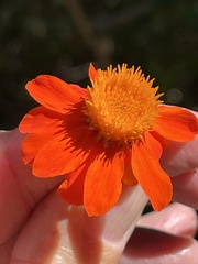 Adenophyllum aurantium