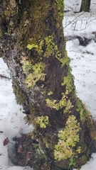 Lobaria pulmonaria