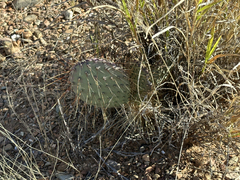 Opuntia gosseliniana