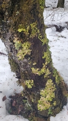 Lobaria pulmonaria