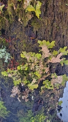 Lobaria pulmonaria