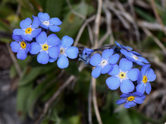 Myosotis sylvatica