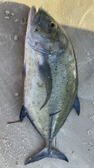 Caranx sexfasciatus