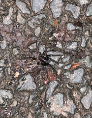 Segestria florentina