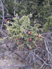 Condalia warnockii