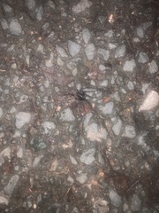 Segestria florentina