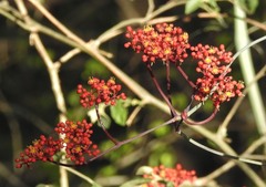 Urera caracasana