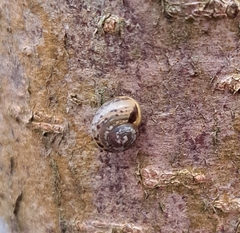 Hygromia cinctella