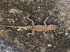 Tropidurus