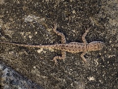 Tropidurus