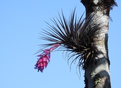 Tillandsia stricta