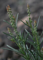 Oligomeris linifolia