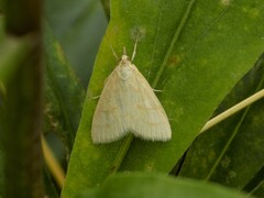 Udea lutealis