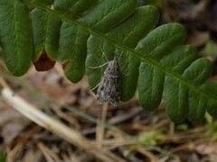 Eudonia truncicolella