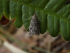 Eudonia truncicolella
