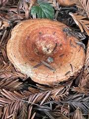 Lactarius
