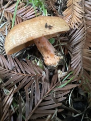 Lactarius
