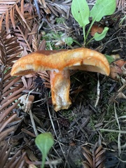Lactarius