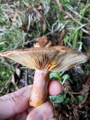 Lactarius