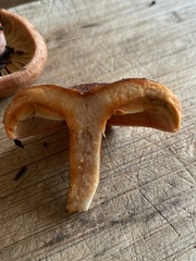 Lactarius