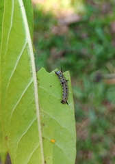 Danaus chrysippus