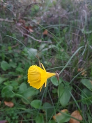 Narcissus obesus