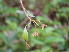 Epidendrum medinae