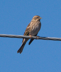 Emberiza citrinella × leucocephalos