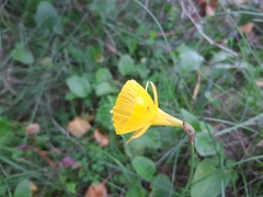 Narcissus obesus