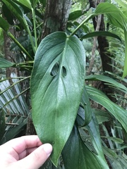 Monstera adansonii
