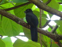 Trogon chionurus
