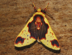 Symphlebia