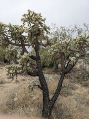 Cylindropuntia fulgida