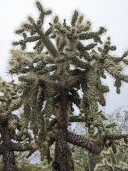 Cylindropuntia fulgida