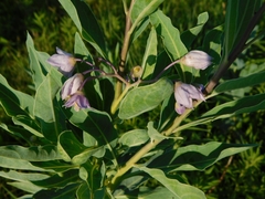 Solanum glaucophyllum
