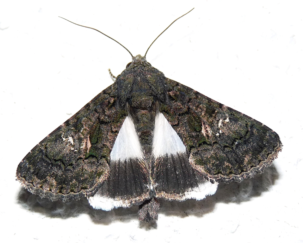 Aediinae