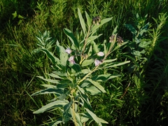 Solanum glaucophyllum